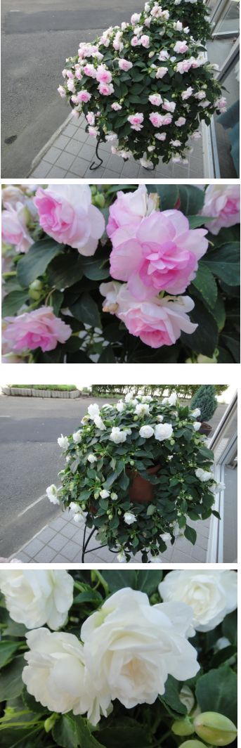 ストロベリーポットのカリフォルニアローズ