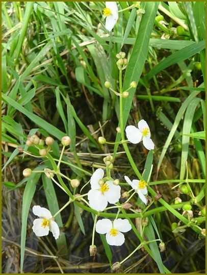 令和３年９月15日 沢瀉や写す水面に見とれおり 花の歳時記 天南星の魅力 山野草 楽天ブログ