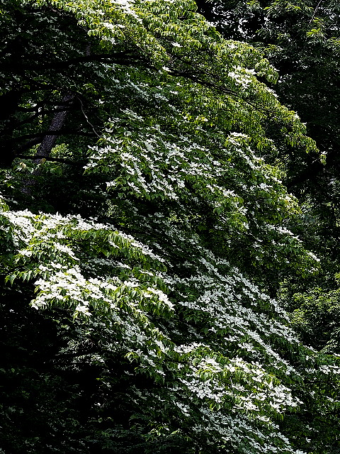 P5290138.jpg