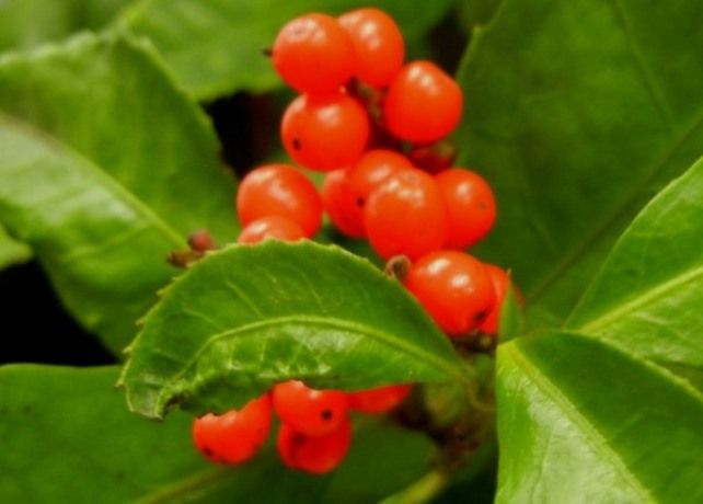 赤い実の縁起物三点セット 花と蕎麦とリハビリと 楽天ブログ