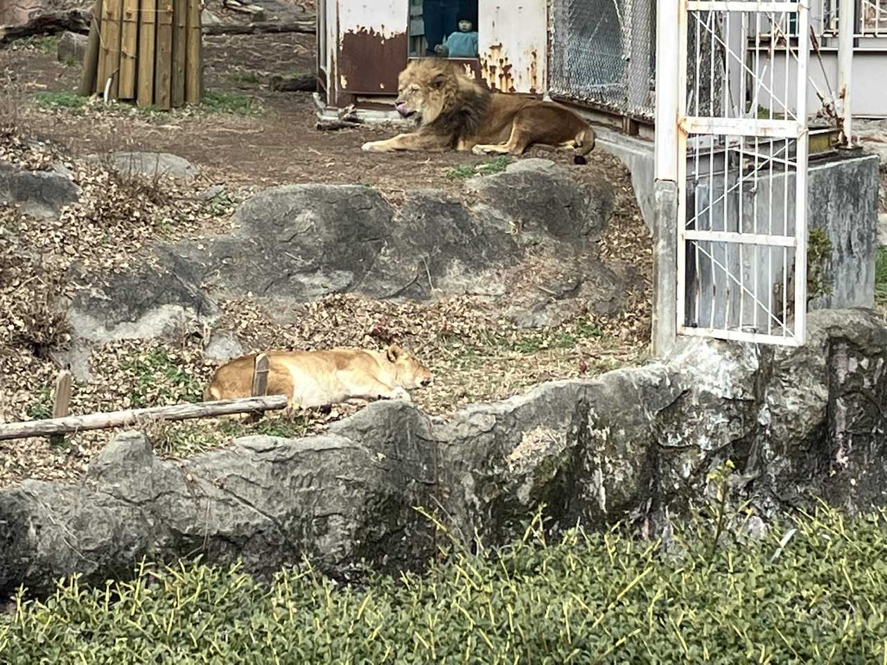 吠えるサン ライオン | 今日は誰と会えるかな だいたい東山動植物園