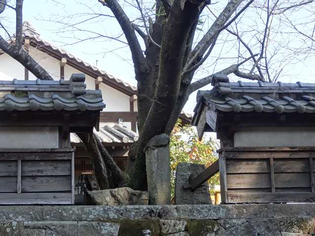 DSC08026_R.JPG