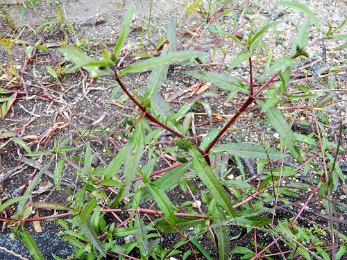 タカサブロウ (1).JPG