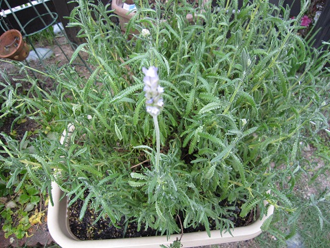 rabennda-