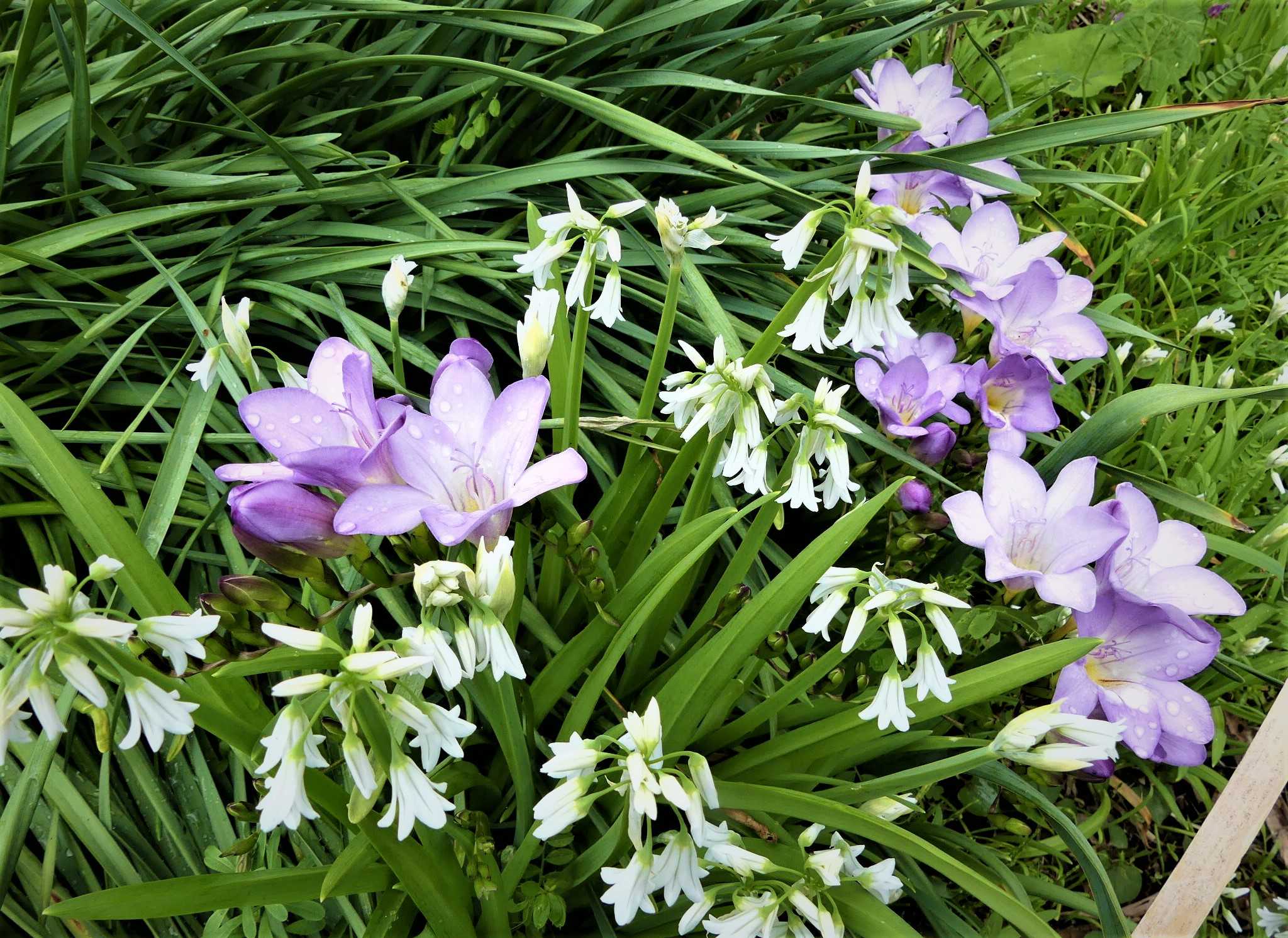 水色の フリージアの花が 咲いていました オープンガーデン 蕗のとう 楽天ブログ