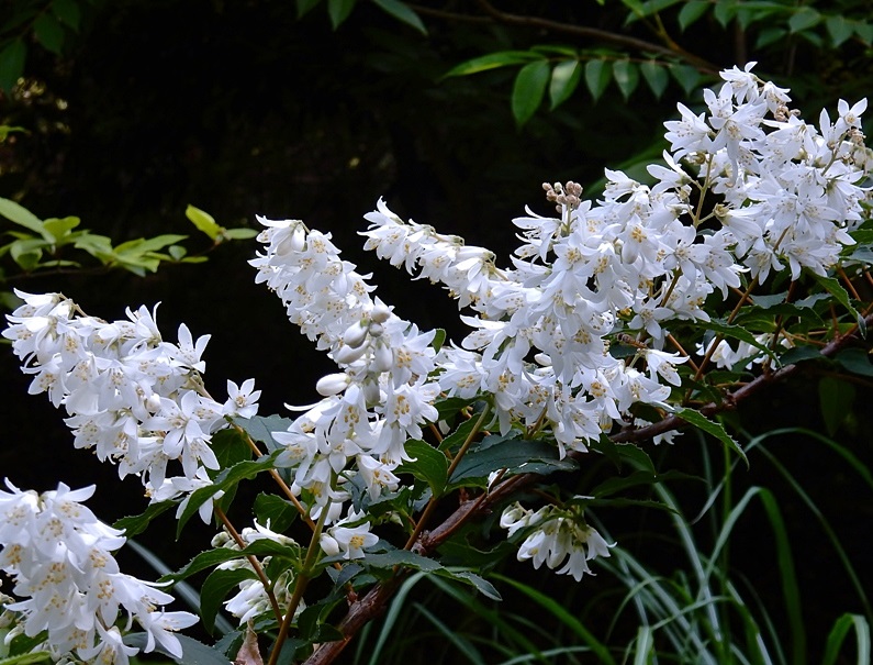 白い花いろいろ その２ 17年6月 ジュラのお散歩花日記 楽天ブログ
