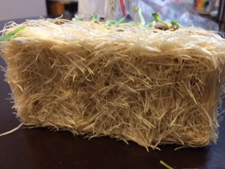 豆苗に試練を与える 世を忍ぶ仮の普通の人生活 楽天ブログ 豆苗に試練を与える 世を忍ぶ仮の普通の人生活 楽天ブログ