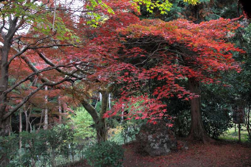 勝持寺_009.jpg