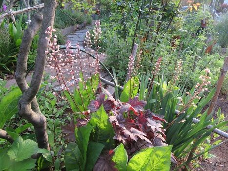 マユミの花とヒューケラ 食べた後の三つ葉の根 静かな時が流れる 風の庭 楽天ブログ