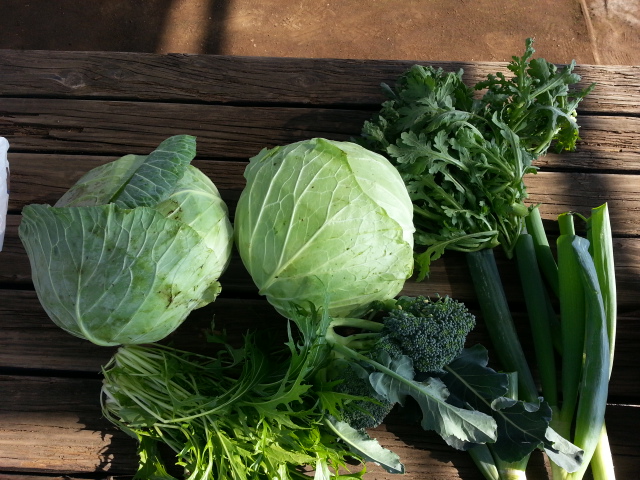 20131117キャベツ・ﾌﾞﾛ・水菜・春菊.jpg
