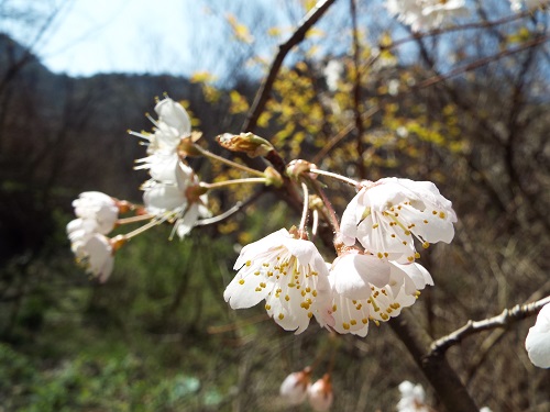 ヤマザクラ（山桜）