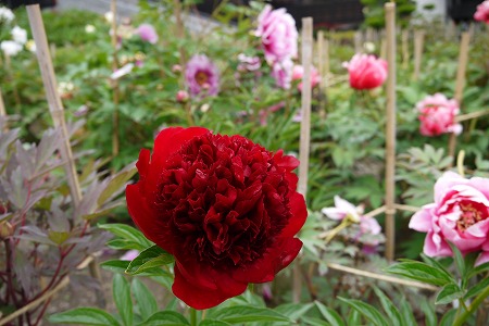 P1000651.jpg