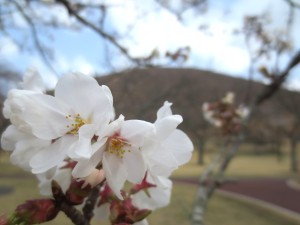 伊東桜