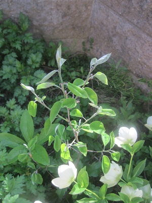 ジューンベリー2012