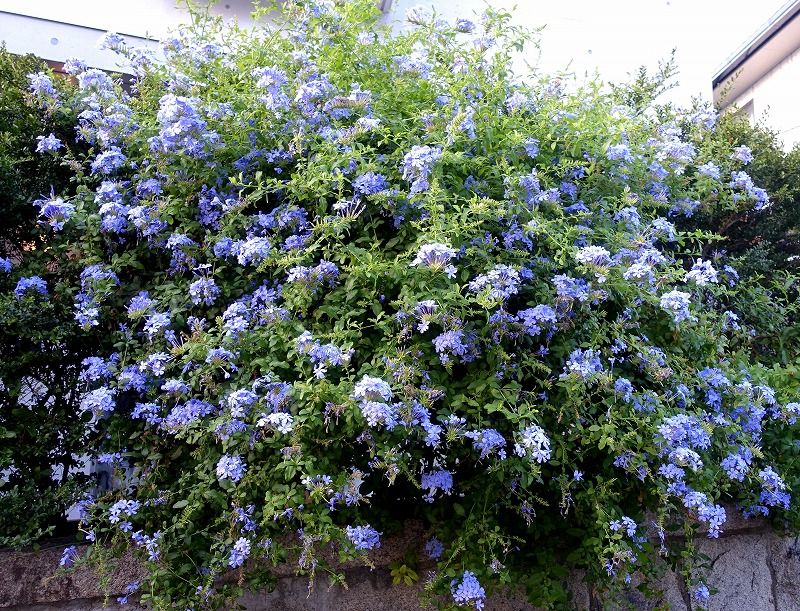 9月1日 今日の一花 ルリマツリ 瑠璃茉莉 その２ Gazengamaのブログ 散歩中に出合った花と趣味の陶芸作品 楽天ブログ