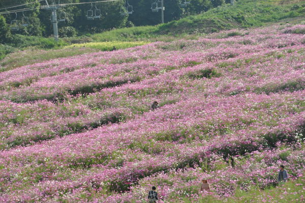 夢の平　秋桜