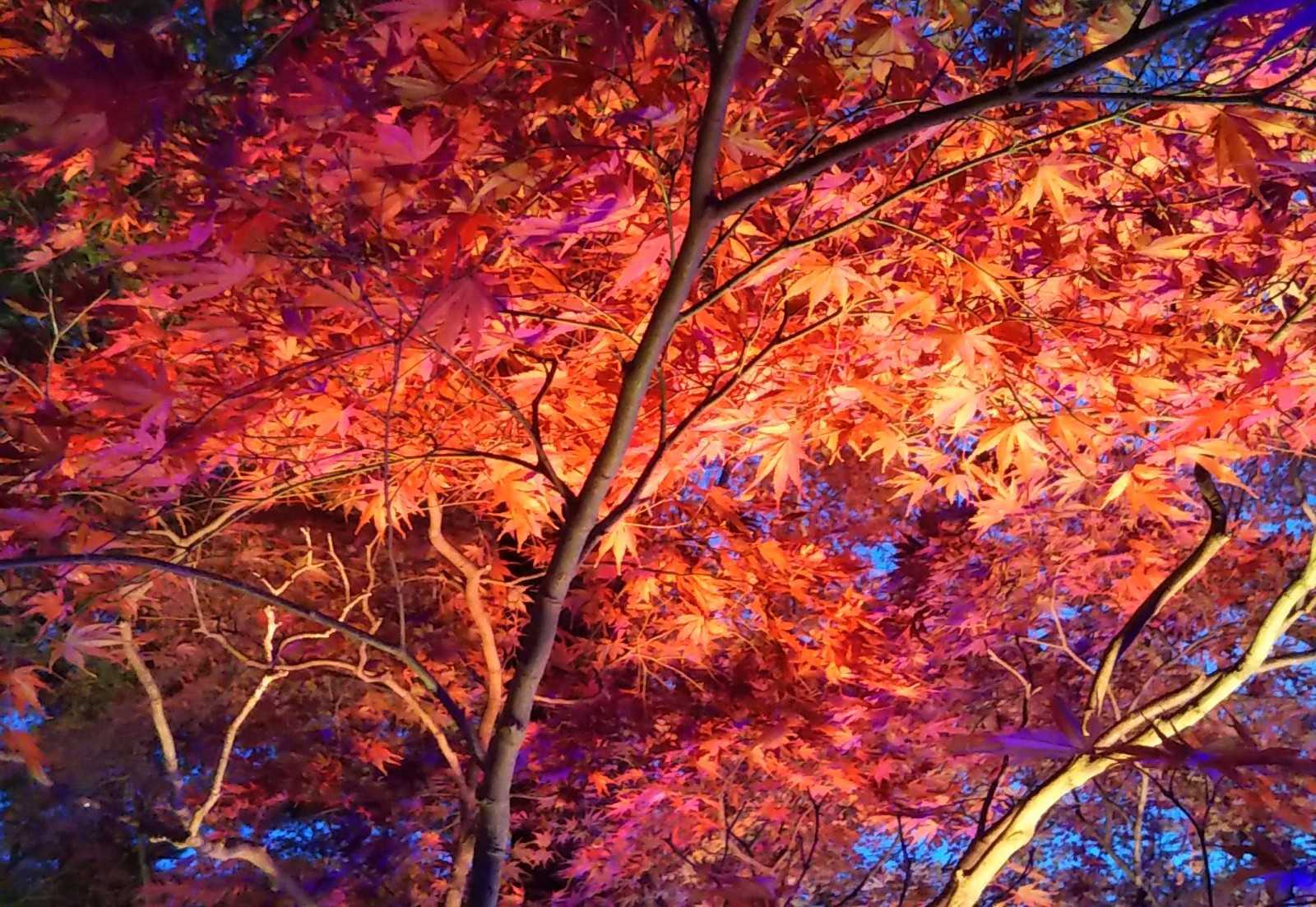 紅葉のライトアップ 立派な蟷螂 お散歩で健康的に フウの木の紅葉 ゆうのお料理日記 農業もやるよ ギフテッドの教育法も 楽天ブログ