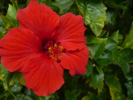 3やちむんの里花２450.jpg