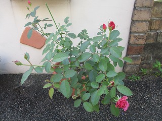 IMG_0688ss.jpg