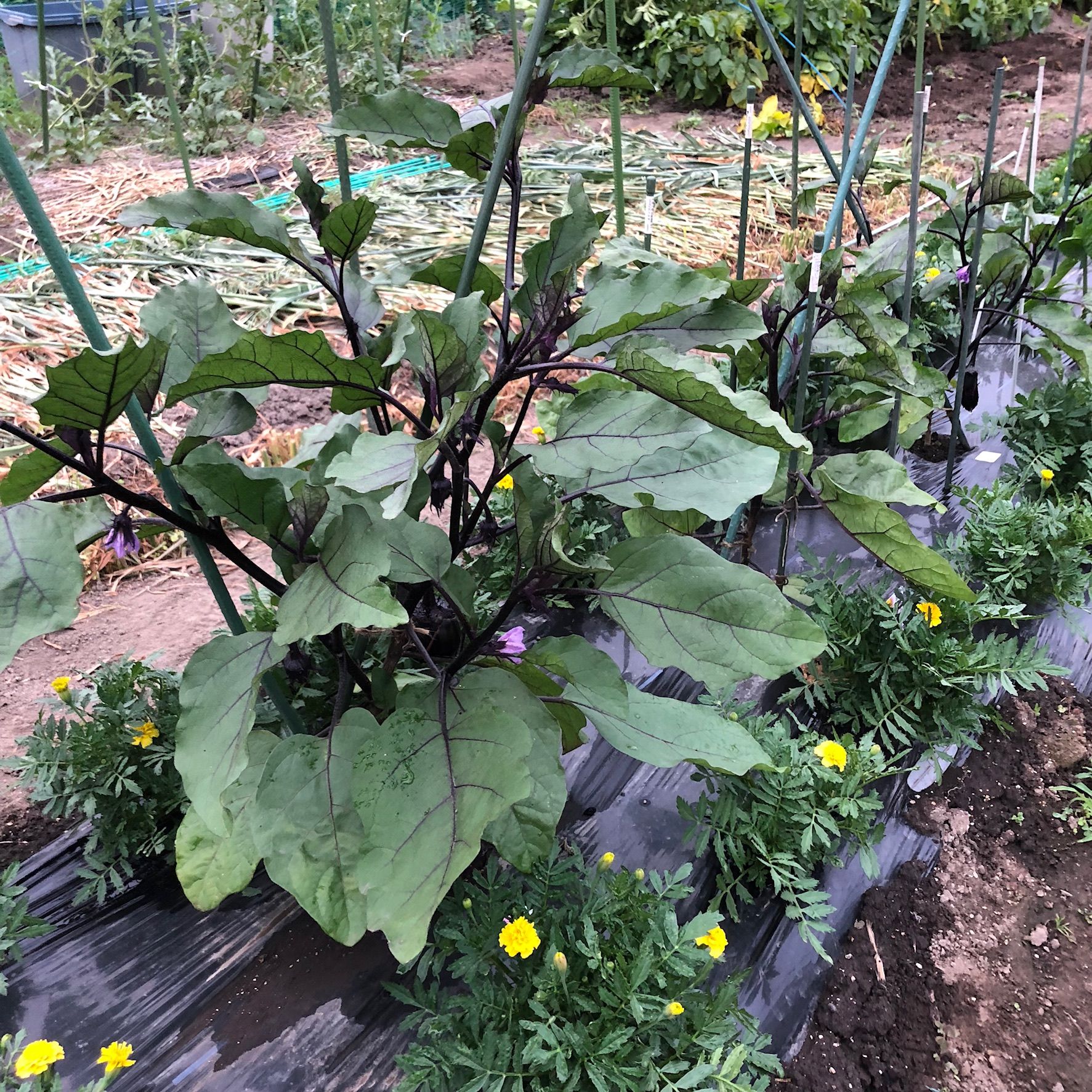1週間で様変わり 茄子の畝は連作障害かなあ ちょろ松の家庭菜園奮闘記 楽天ブログ