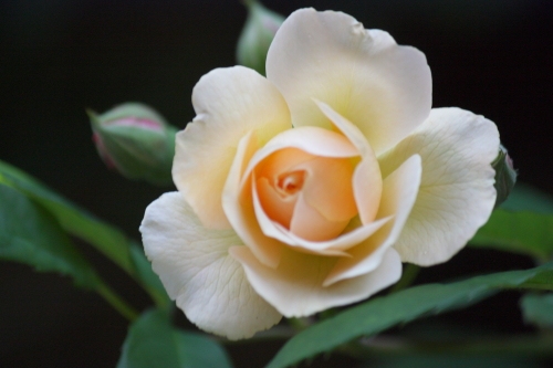 20160518003.JPG
