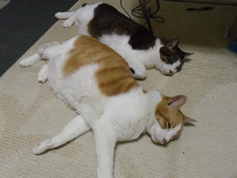 ニャンズ 012.jpg