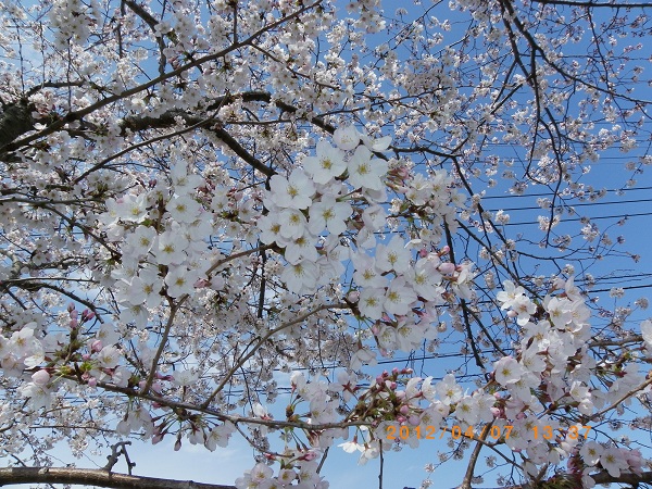 公園の桜