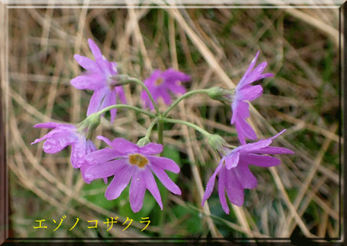 旭岳の高山植物♪ | 毎日を有意義に過ごそう2 - 楽天ブログ