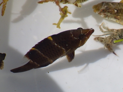 沖縄深海魚採集2017年9月下旬16　ギチベラ（Epibulus insidiator）