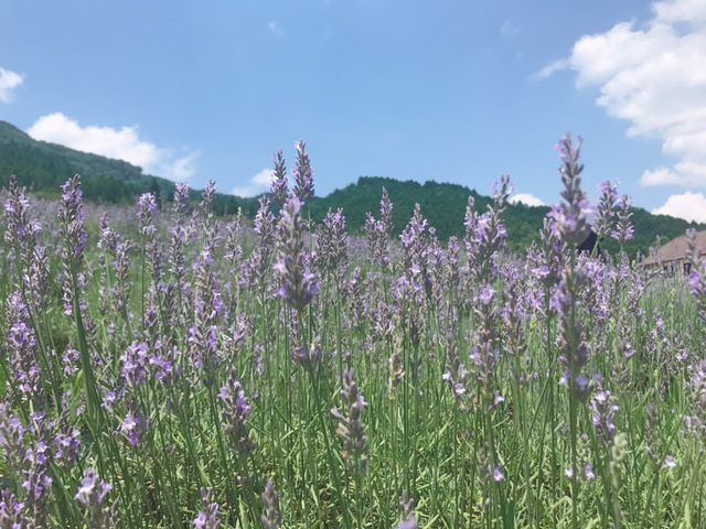 蒜山 ハービル なにわ一水のだんだんブログ 楽天ブログ