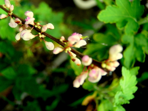 ヌスビトハギの穂状花序-3