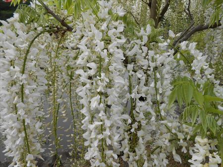 蓮華寺池公園　藤の花