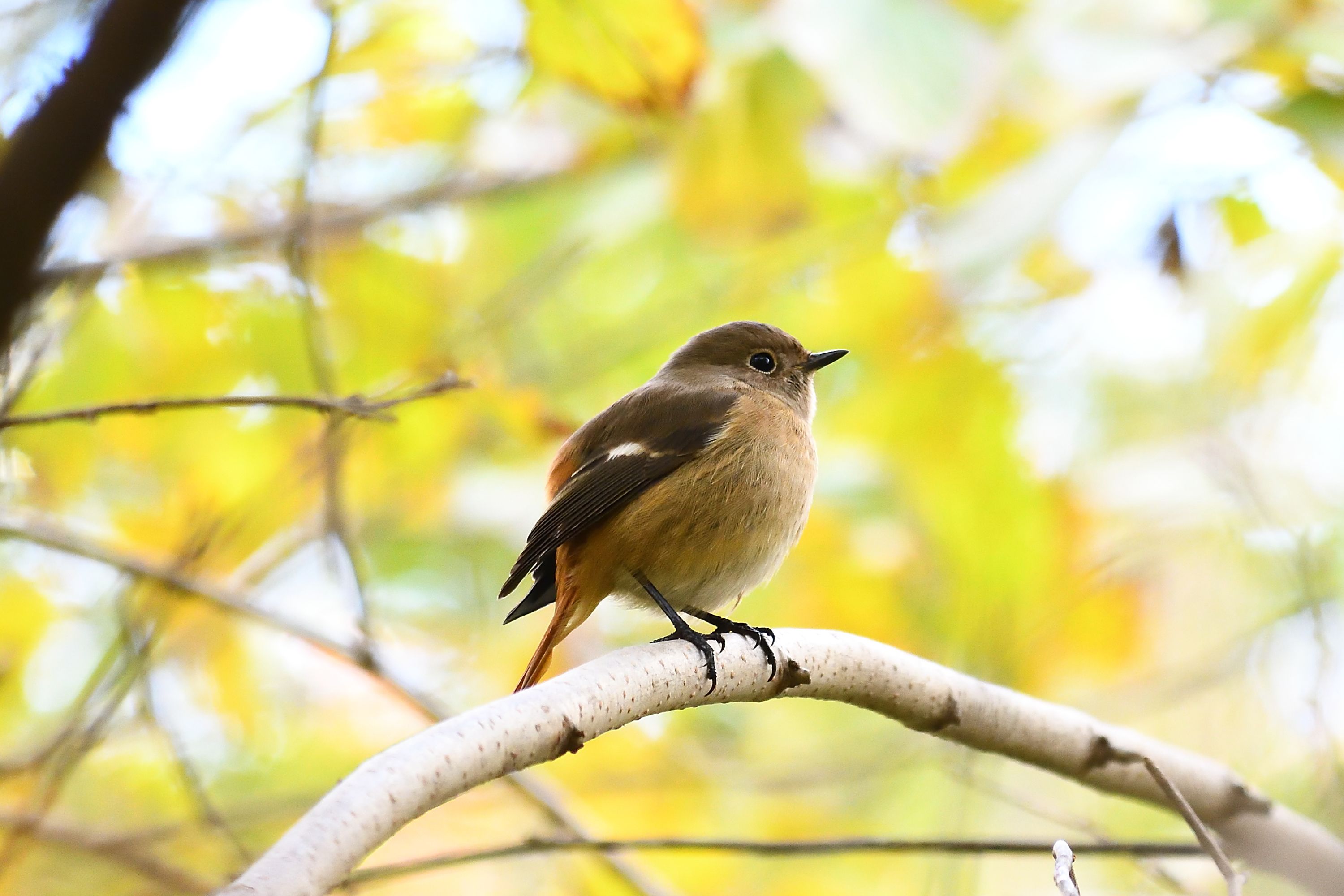ジョビコさんを綺麗に撮る ジョウビタキ メス 野鳥との日常生活を綴る 楽天ブログ ジョビコさんを綺麗に撮る ジョウビタキ メス 野鳥との日常生活を綴る 楽天ブログ