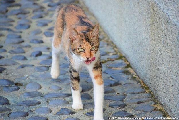 たまには猫のお話 | 今日の予定 - 楽天ブログ