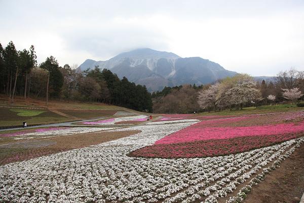 芝桜３.jpg