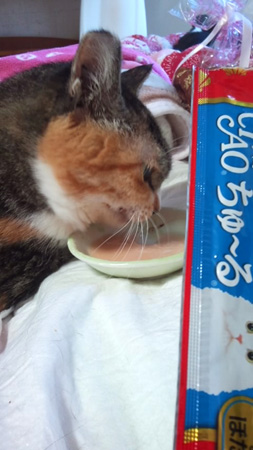 141019-nekogohan2-rika