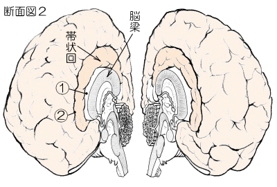 脳断面A1.gif