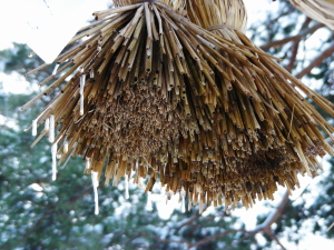 12-08turarara (1).JPG