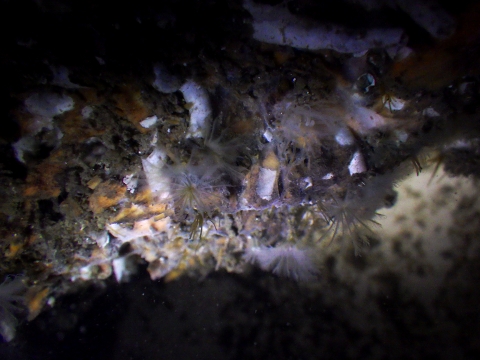 深海性環形動物9　水深350mの沈木　深海性イソギンチャク