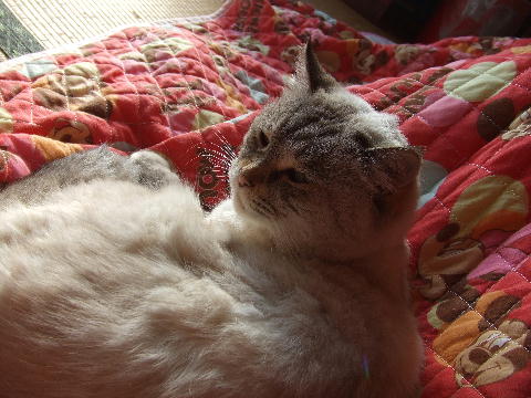 (=^・^=)２.JPG
