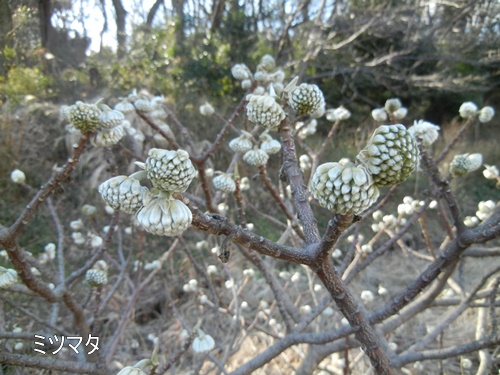 三ツ池公園にて