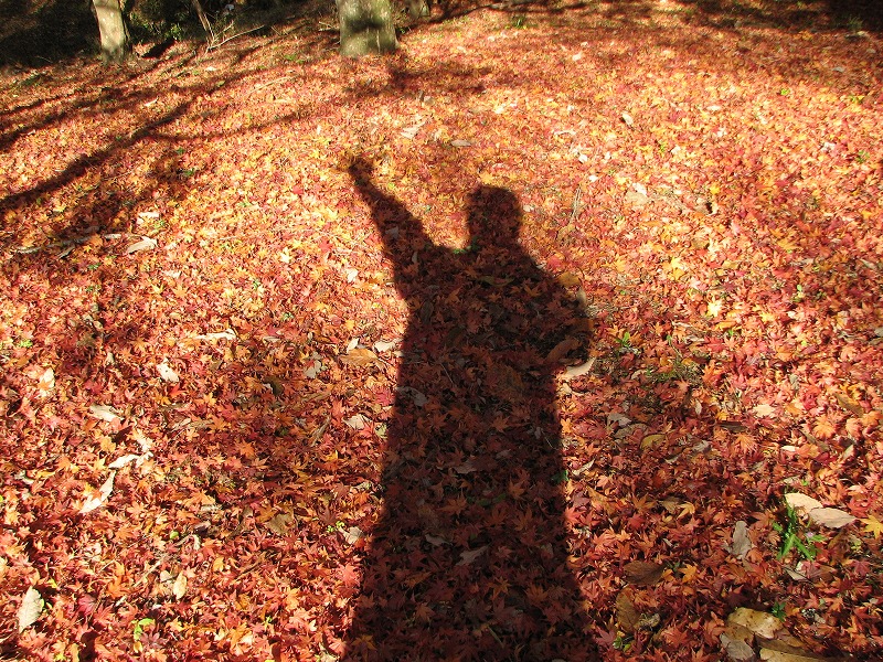 紅葉と影