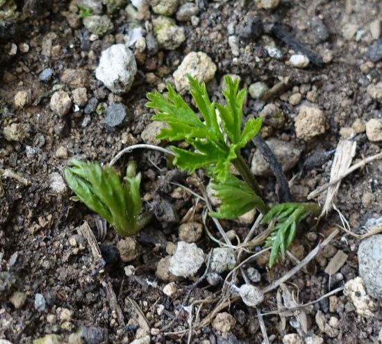 アネモネの新芽 ルビーネックレス カマキリ 花のあるくらし 楽天ブログ