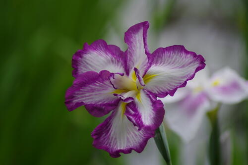 小石川後楽園の花菖蒲