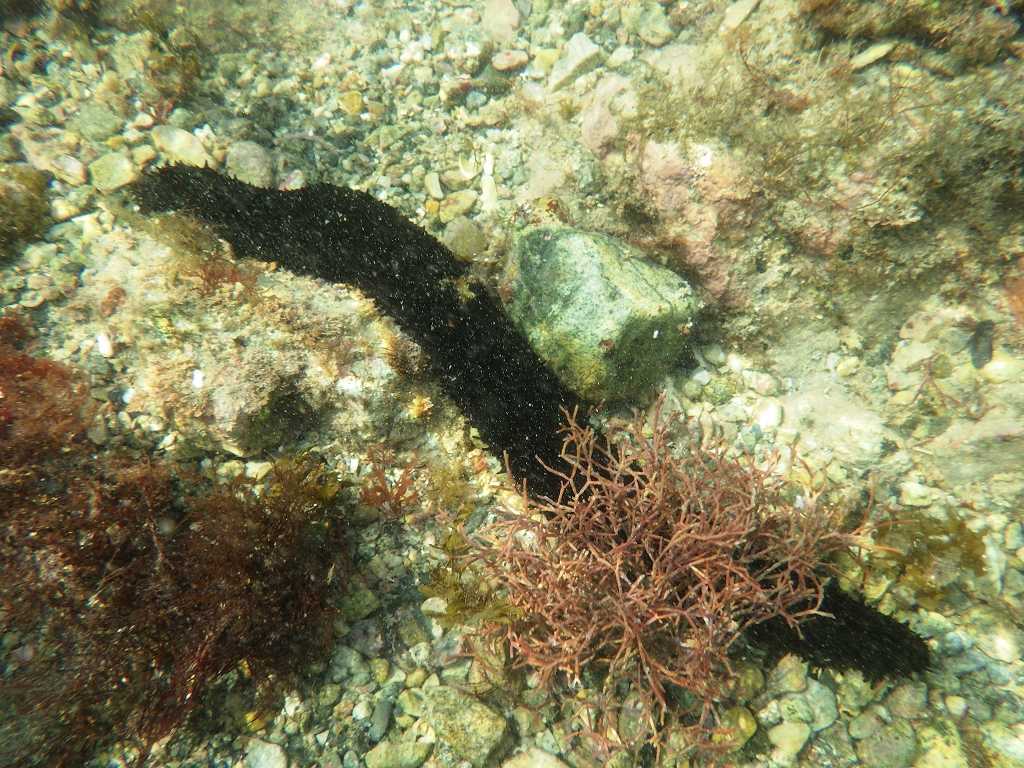 串本磯採集2019年8月上旬：ナマコの寄生貝など | 海水魚が好き！ - 楽天ブログ