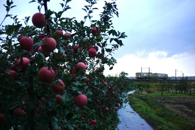 赤いリンゴと 弘南鉄道4