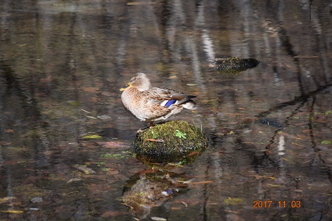 DSC_0479.jpg