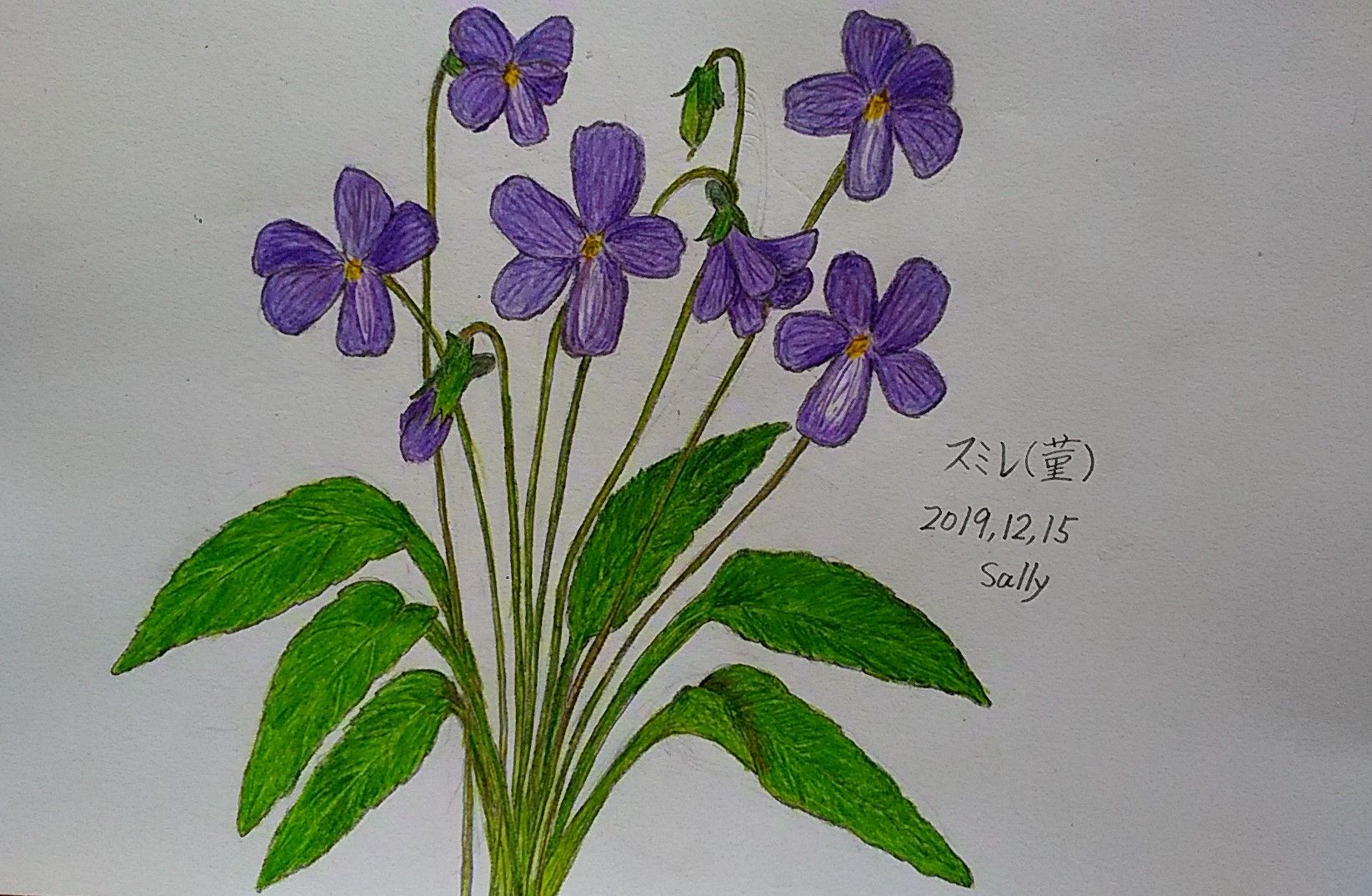 可愛い スミレ 菫 の花の絵 さりぃちゃん On 釣三丸 楽天ブログ