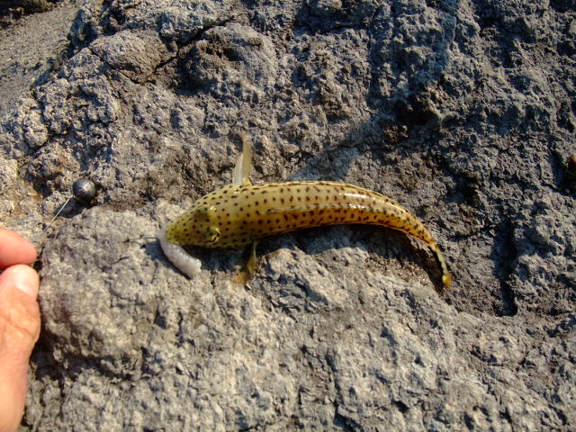 DSCF8700.JPG