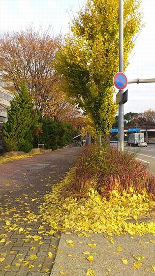 銀杏の落葉